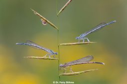 Libellen / Mensch und Natur