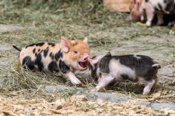 Tierparks Hellabrunn