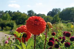 0920BotGarten_2, Botanischer Garten