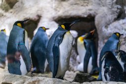 Tierpark Hellabrunn, TT_11_24_Hellabrunn_king-penguins-7378114_1280_Fueller_LP_1040x693